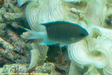 damselfish