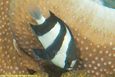 damselfish