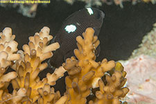 damselfish