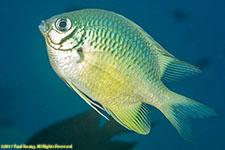 damselfish