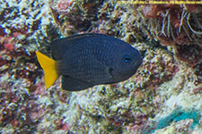 damselfish