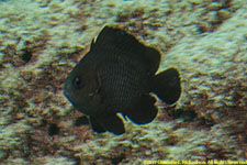 damselfish