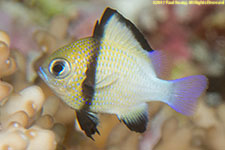 damselfish