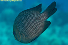 damselfish