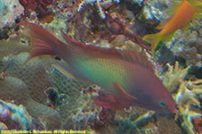 anthias