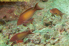 anthias