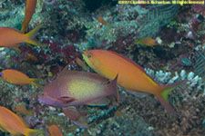 anthias