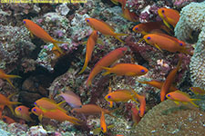 anthias