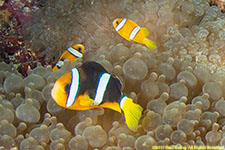 clownfish