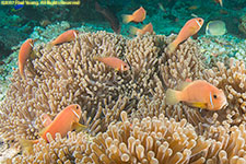 clownfish