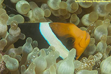 clownfish