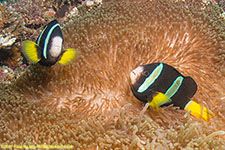 clownfish