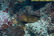 moray eel