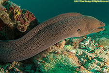 moray eel