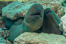 two moray eels