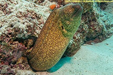 moray eel