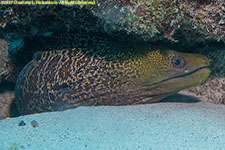 moray eel