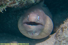 moray eel