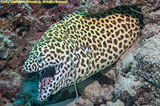 moray eel