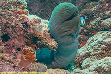 moray eel