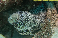 moray eel