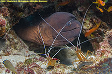 moray eel