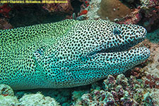 moray eel