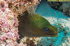 moray eel