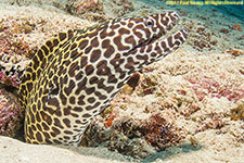 moray eel