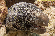 moray eel