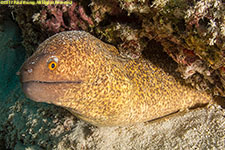 moray eel