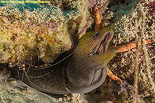 moray eel