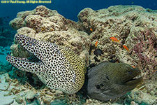 two moray eels