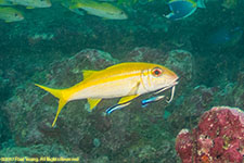 goatfish