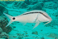 goatfish