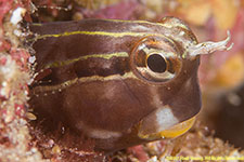 blenny