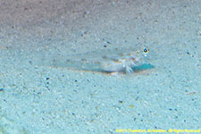 goby