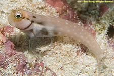 goby