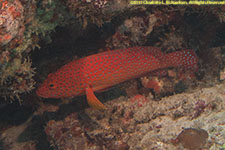 grouper