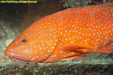 grouper