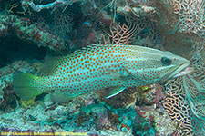 grouper