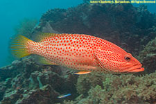 grouper