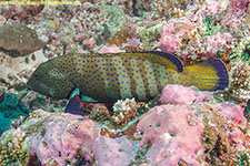 grouper