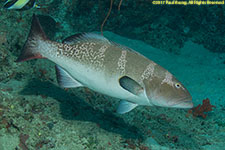 grouper