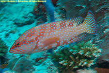 grouper