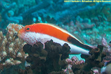 hawkfish