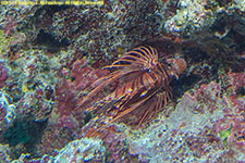 lionfish