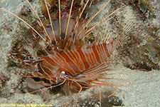 lionfish