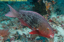 parrotfish