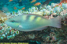 parrotfish